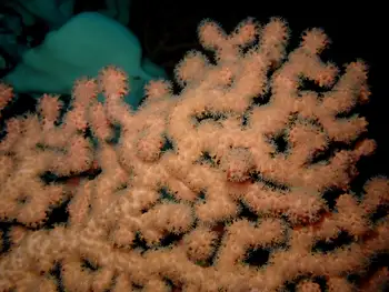 Bubblegum Coral