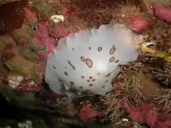 Hydroids