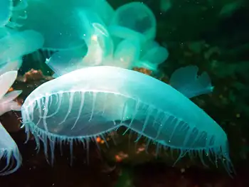 Hooded Nudibranchs