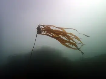 Bull Kelp