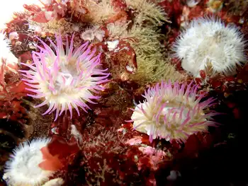 Pink Tipped Anemone