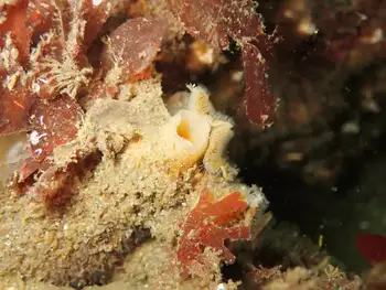 Sponge