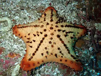 chocolate chip star