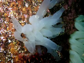 Sea Vase Tunicates