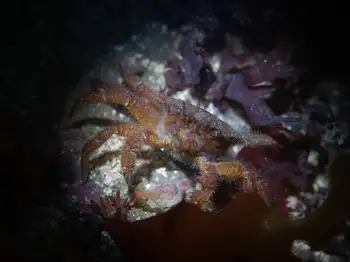 helmet crab