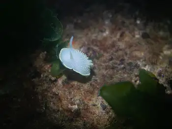 pilose dorid
