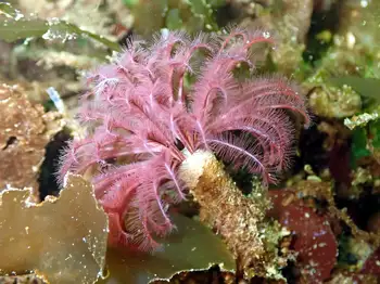 Feather Duster Worm