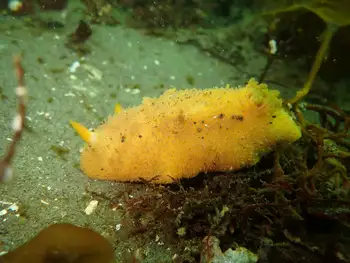 Monterey Sea Lemon