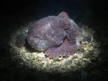 red octopus