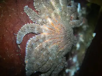 sunflower star