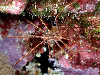 arrow crab