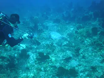 Green Sea Turtle