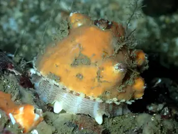Rough Keyhole Limpet