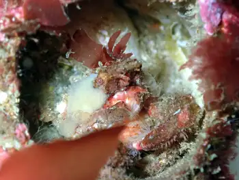Graceful Decorator Crab