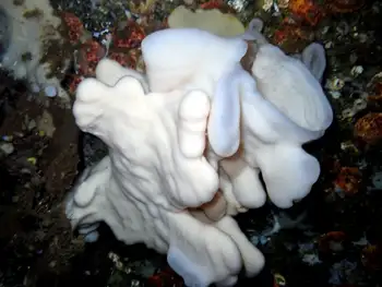 Cloud Sponge