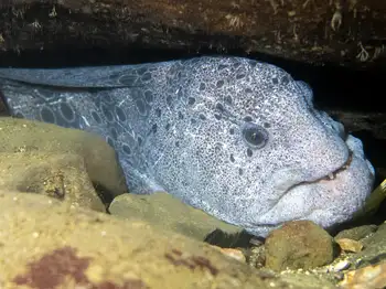 Wolf Eel