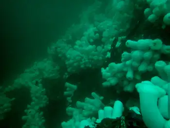 Metridium Anemones