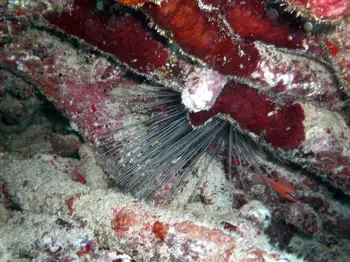 Black Sea Urchin