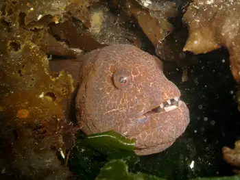 Juvenile Wolf Eel