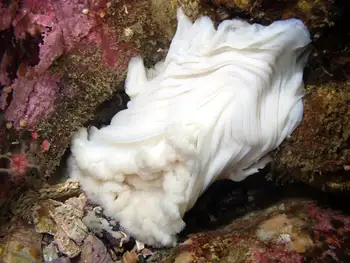 Metridium Anemone