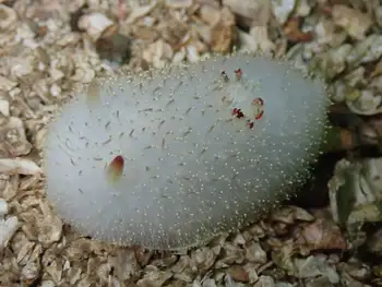 Nanaimo Nudibranch