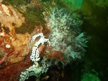 eggs red dendronotid
