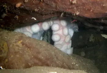 Eggs Giant Pacific Octopus