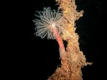 Feather Duster Worm