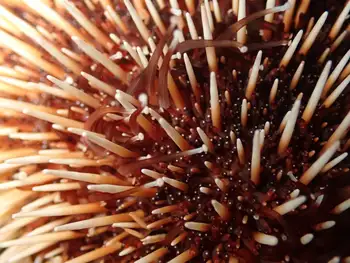 White Urchin