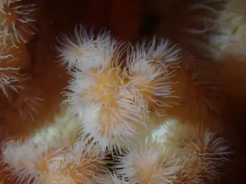 Metridium Anemone