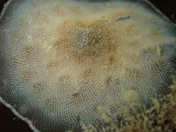 Kelp Lace Bryozoan