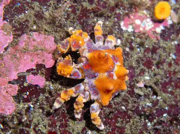 Juvenile Puget Sound King Crab