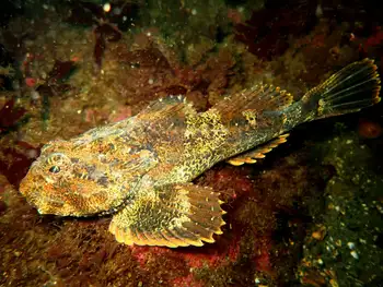 Buffalo Sculpin