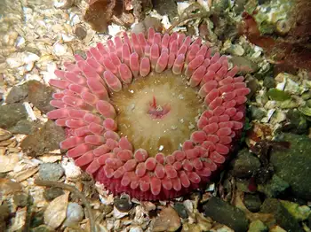 Stubby Rose Anemone