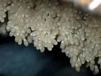 eggs giant pacific octopus