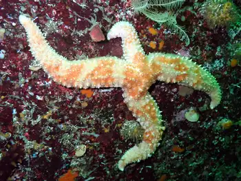 Rainbow Star