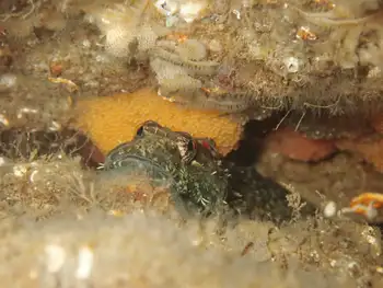 Sculpin