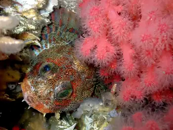 Red Irish Lord Sculpin