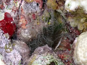 corkscrew anemone