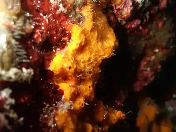 Sponge