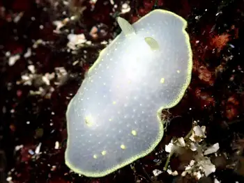 Yellow Margin Dorid