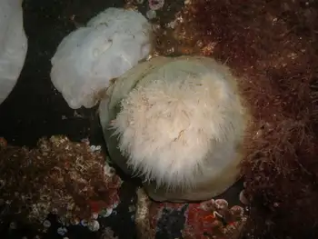 Metridium Anemone
