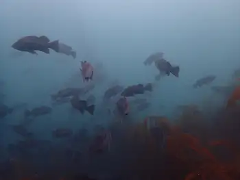 Black Rockfish