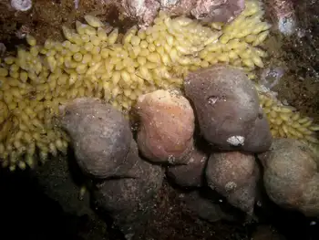 Snail