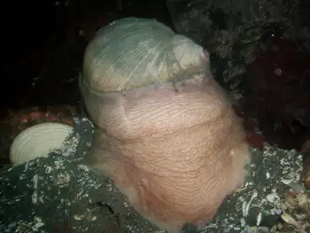 Moon Snail