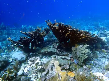 elkhorn coral