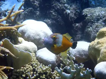 whitespotted filefish