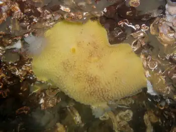 Noble Sea Lemon