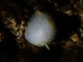 Nanaimo Nudibranch