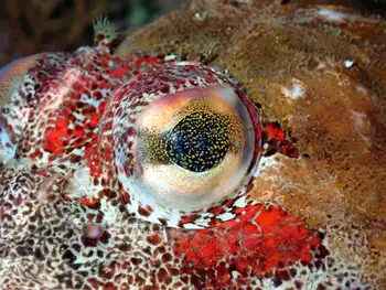 Red Irish Lord Sculpin